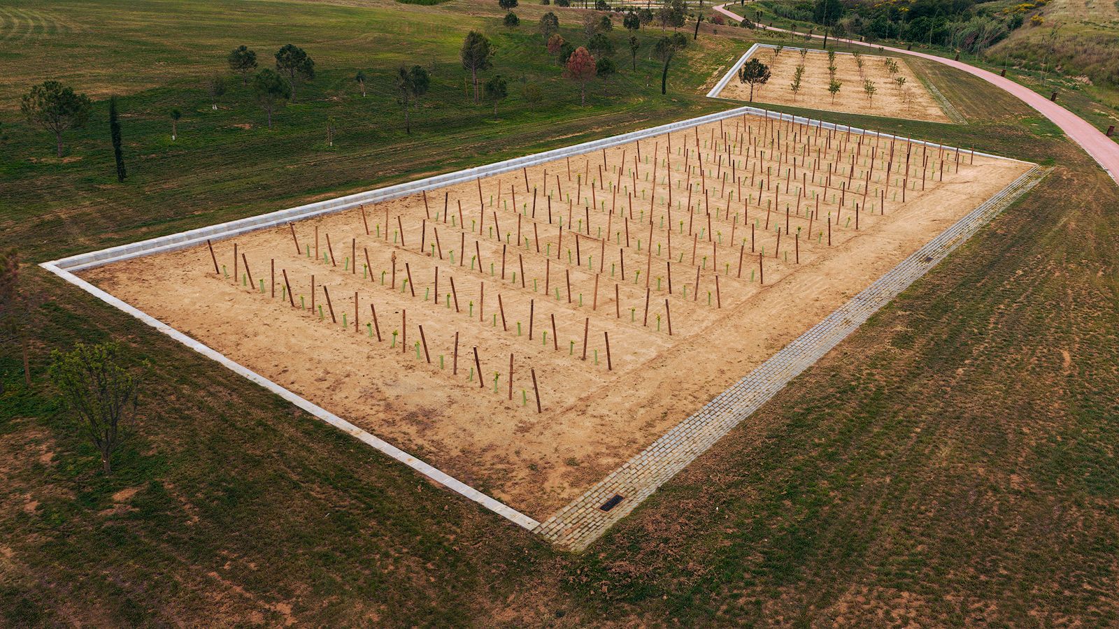 Vista aérea de un campo recién plantado con hileras de estacas en un entorno de parque.
