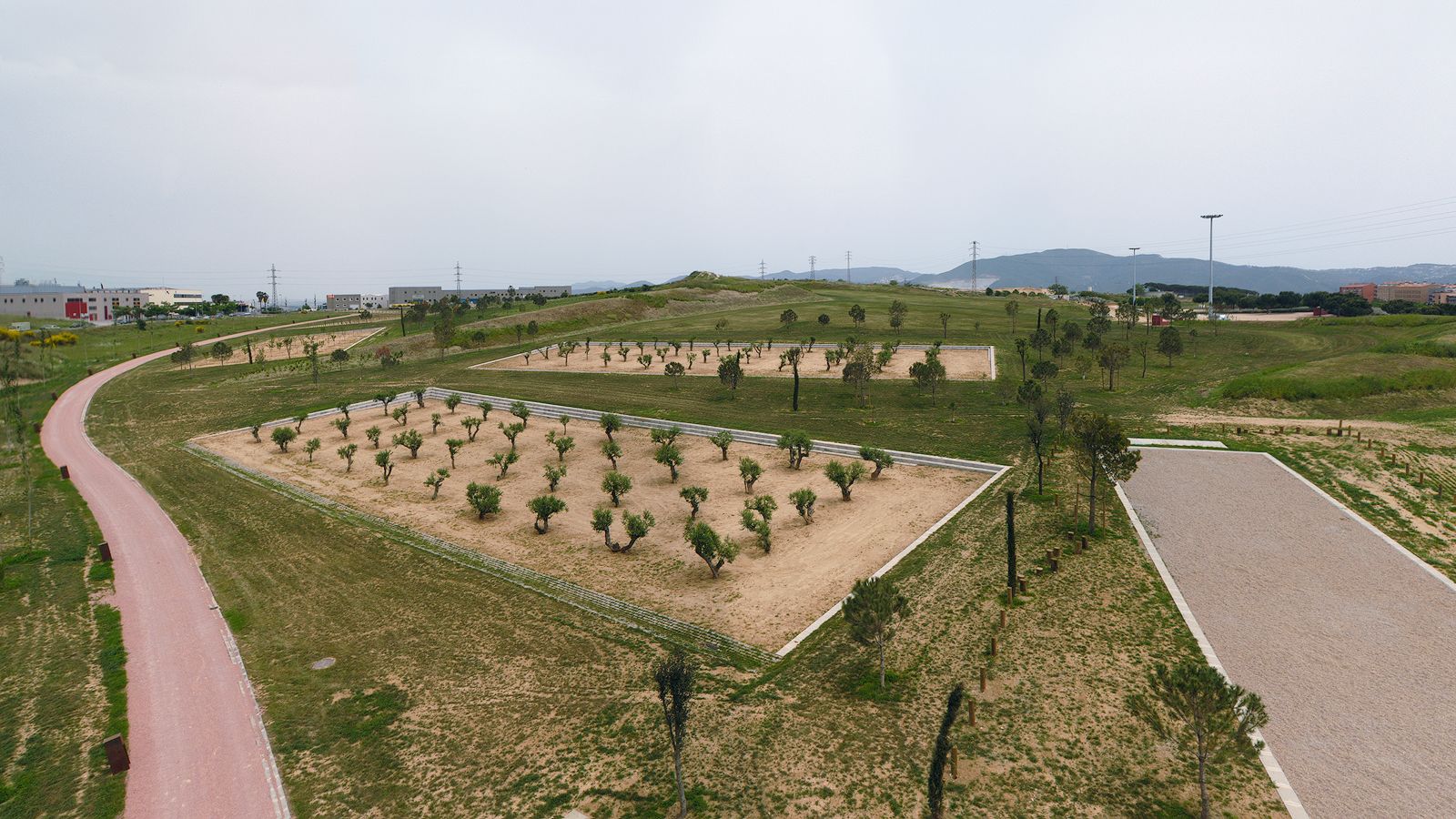 Vista aérea de un área de parque con múltiples campos recién plantados con olivos y un camino sinuoso rosa.