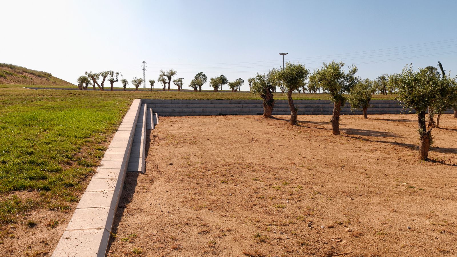 Olivos jóvenes en un área de parque en terrazas con muros de contención de piedra y un terraplén de césped.