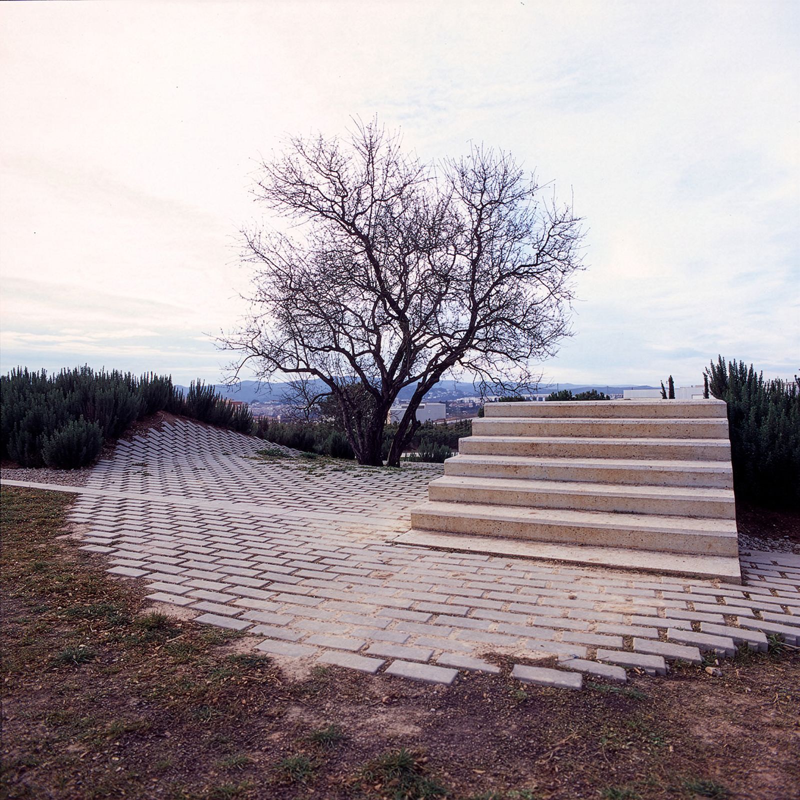 Árbol de invierno junto a una serie de escalones de piedra que conducen aparentemente a ninguna parte, y un área pavimentada redonda de adoquines en un entorno al aire libre.
